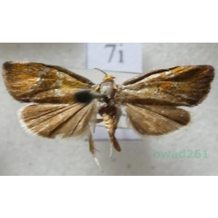 Ptycholoma lecheana (Linnaeus, 1758) Czech7i
